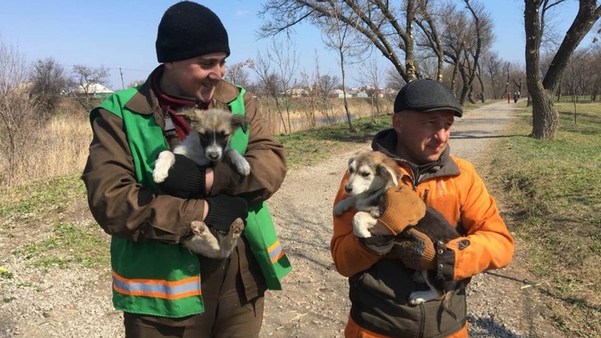 В Павлограде ищут хозяев двум щенкам которые жили в парке