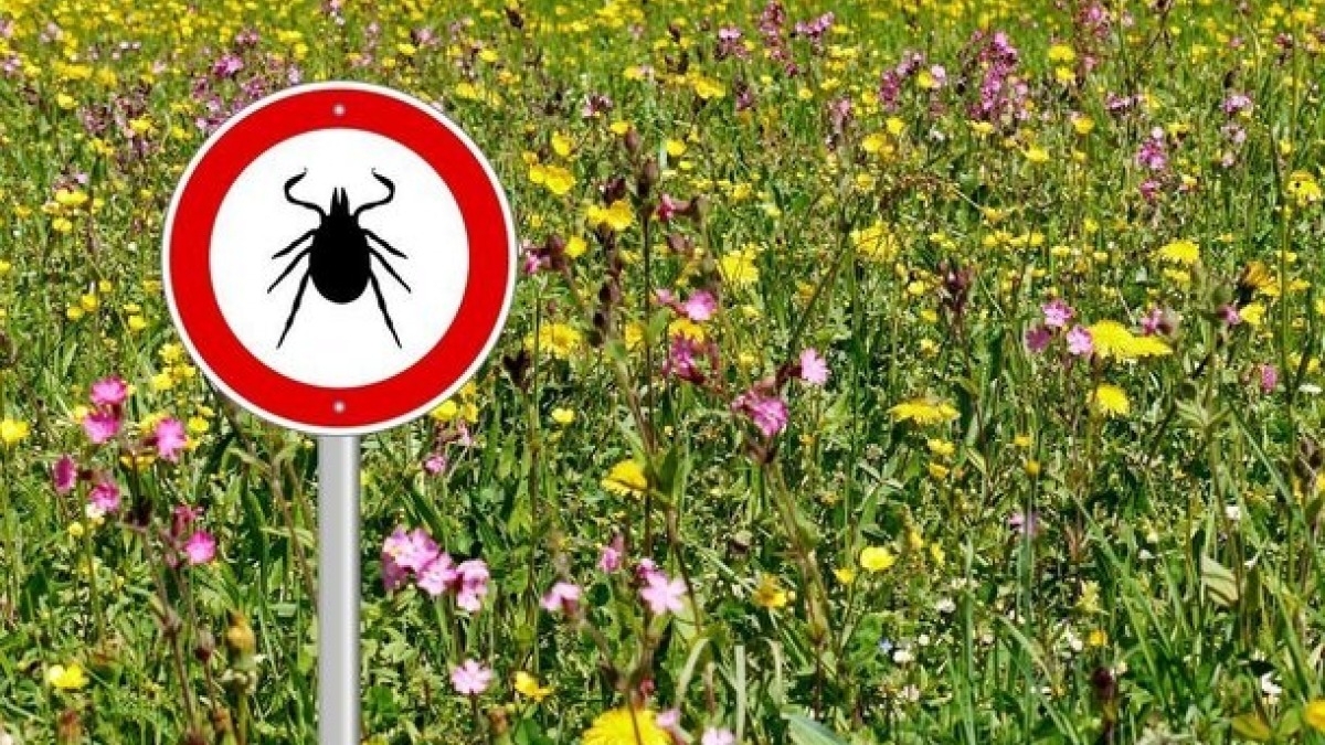 В Павлограде c 8 апреля начнут травить клещей в парках