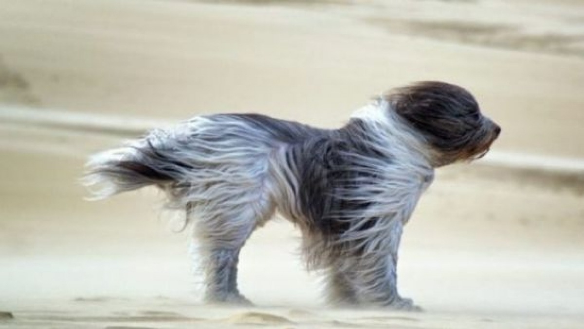 Штормовое предупреждение по Днепропетровской области объявили синоптики - ожидается сильный ветер