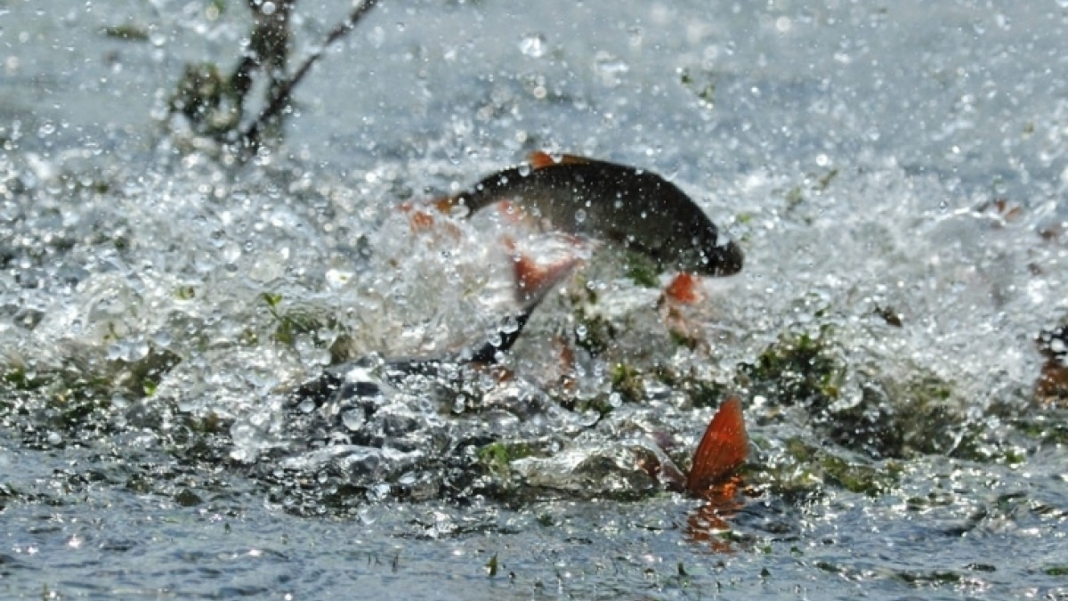 На реках Днепропетровщины ограничили вылов рыбы из-за нереста
