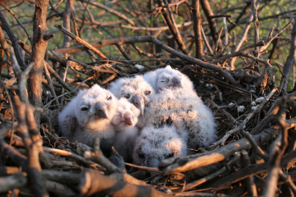 На Днепропетровщине – «сезон тишины»: жителей области просят не шуметь в лесах