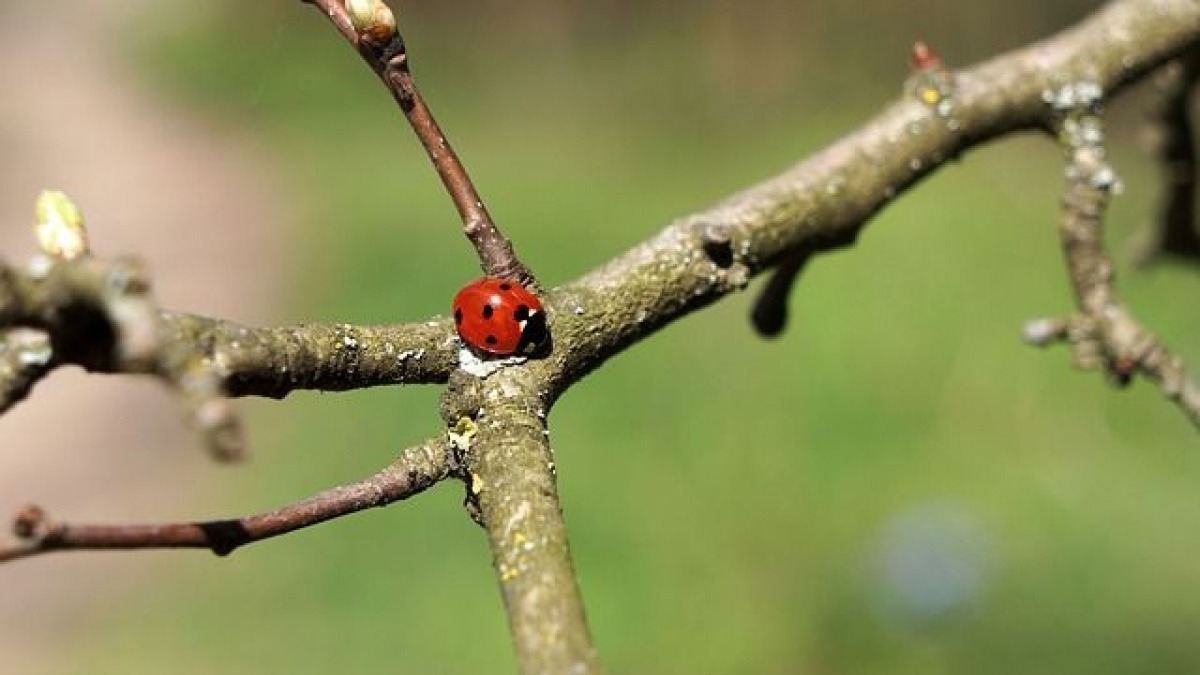 В Украине потеплеет до 21 градуса