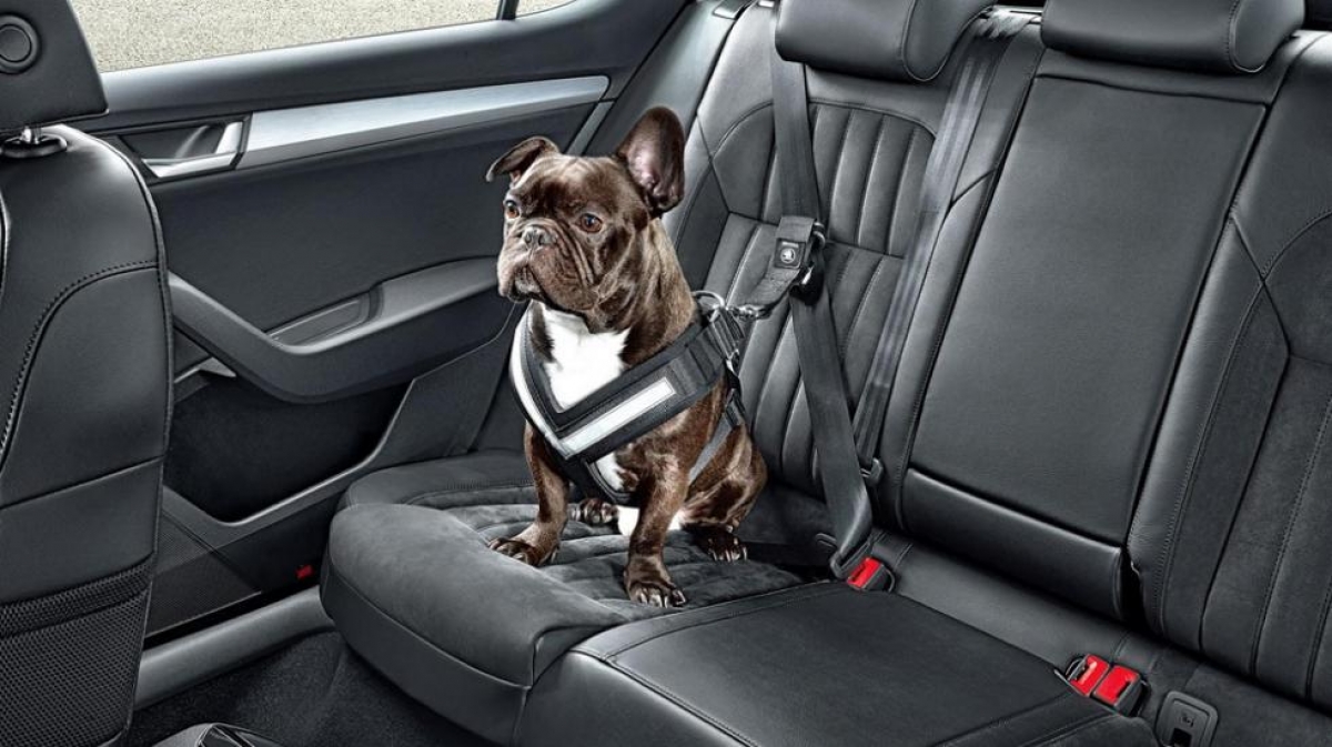 Украинских водителей начнут жестче наказывать: штрафы увеличатся в десять раз