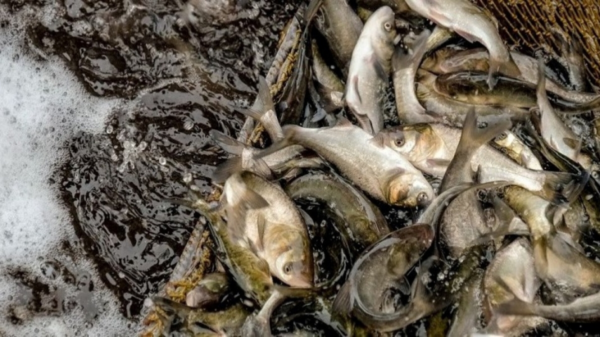 С начала нереста в области задержали почти 300 рыбаков