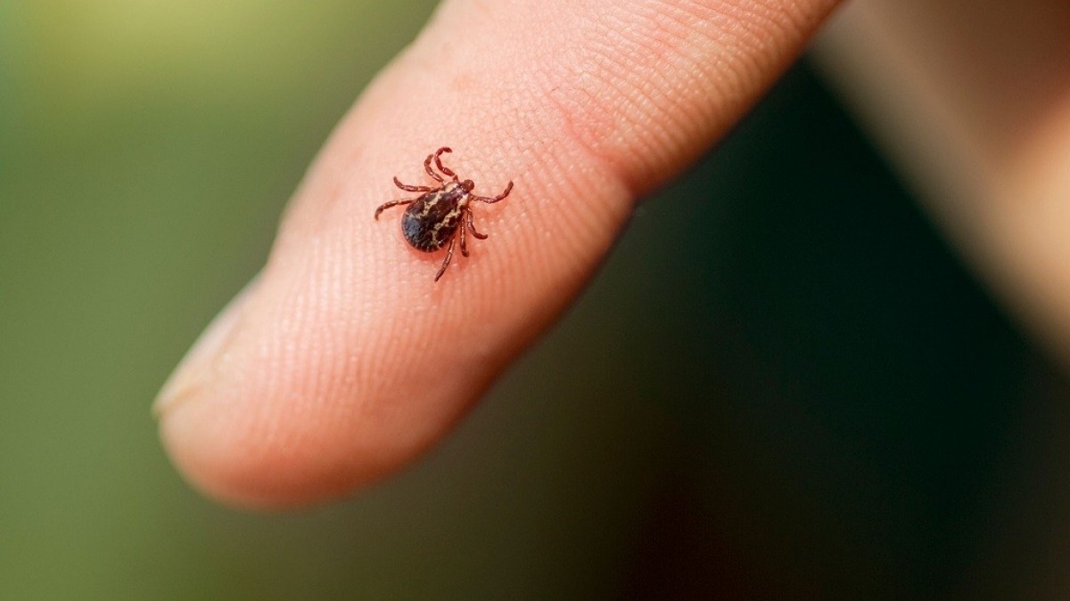 Весной уже пятеро жителей Днепропетровщины подхватили болезнь Лайма