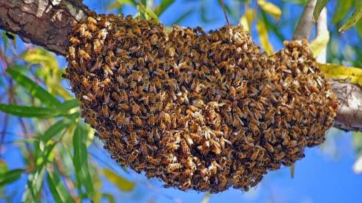 В Першотравенске спасатели боролись с роем пчел на детской площадке