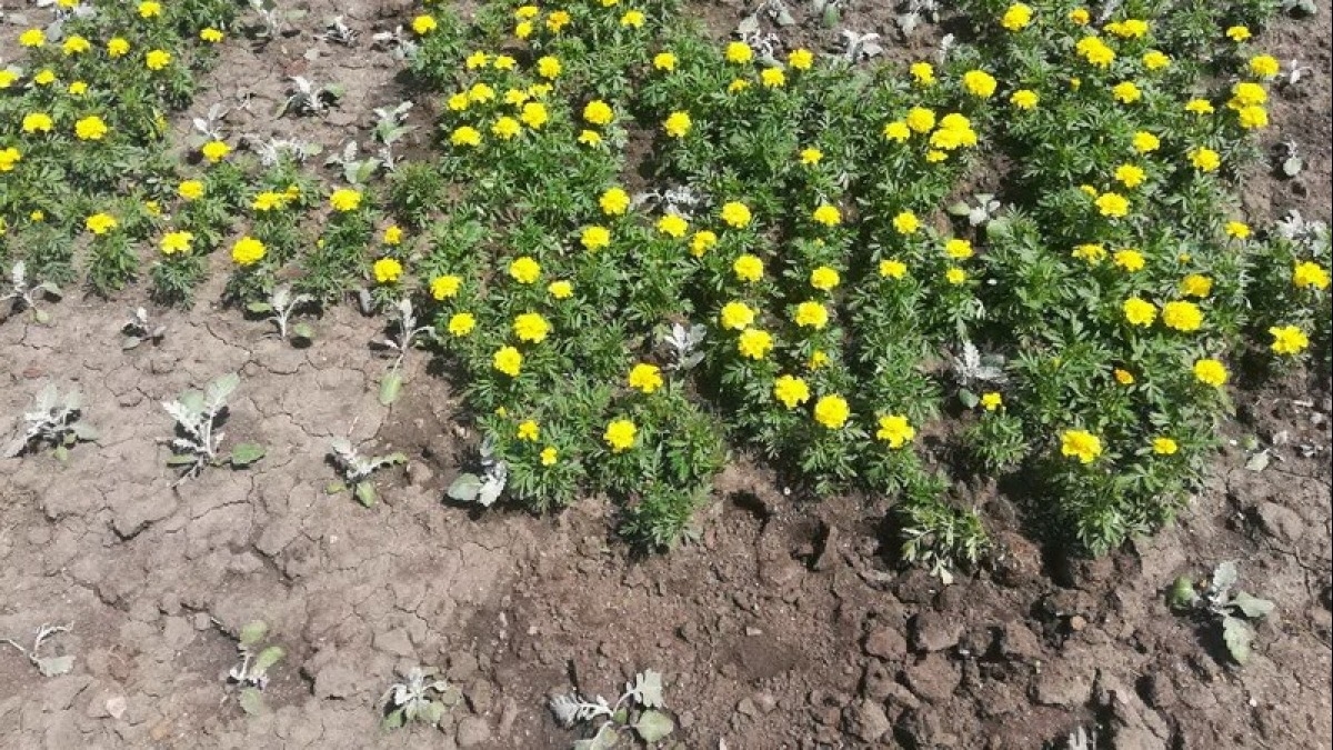 В Павлограде повредили герб Украины из цветов