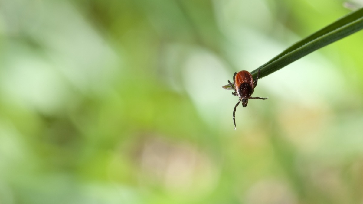 В 2019-м от укусов клещей пострадали уже более 400 жителей Днепропетровщины
