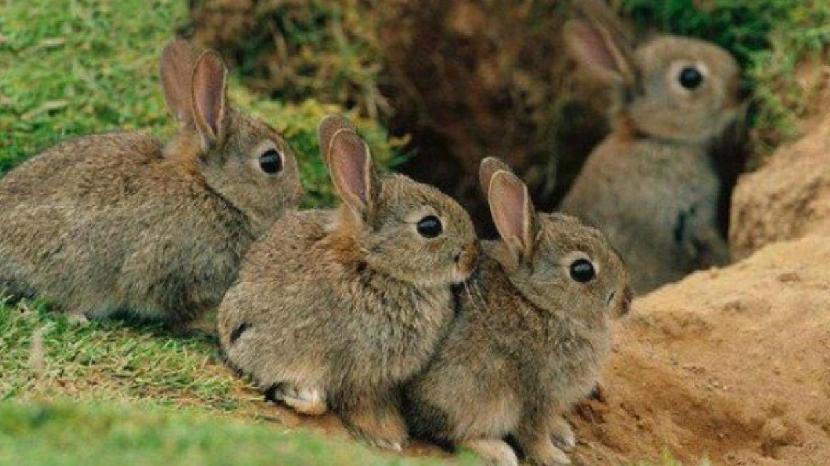 «Сезон тишины» в лесах области продлится до 15 июня