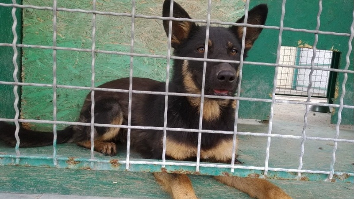 В Павлограде без света остался приют для животных и половина коммунальной инфраструктуры города