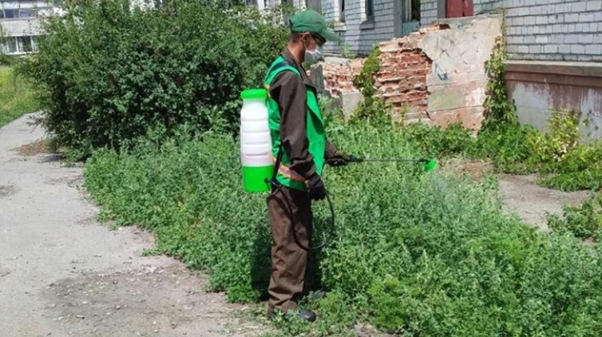 В Павлограде начали борьбу с амброзией гербицидами