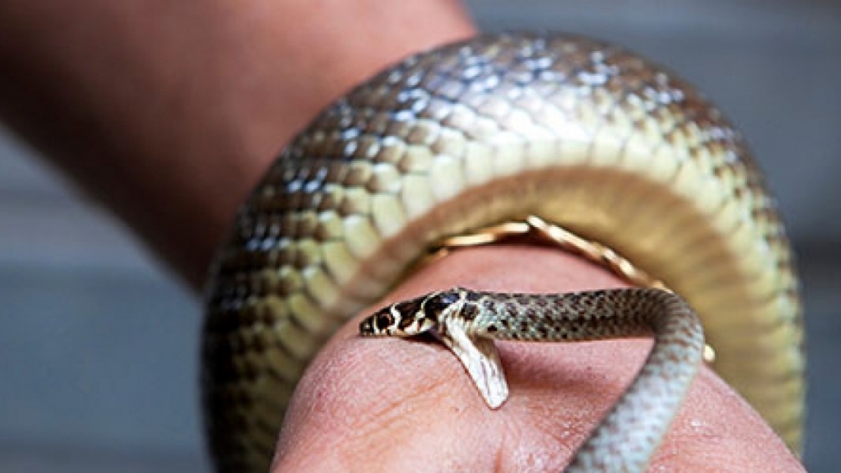 От укуса змей в мире умирает больше 100 тысяч человек. Что делать при укусе - Супрун