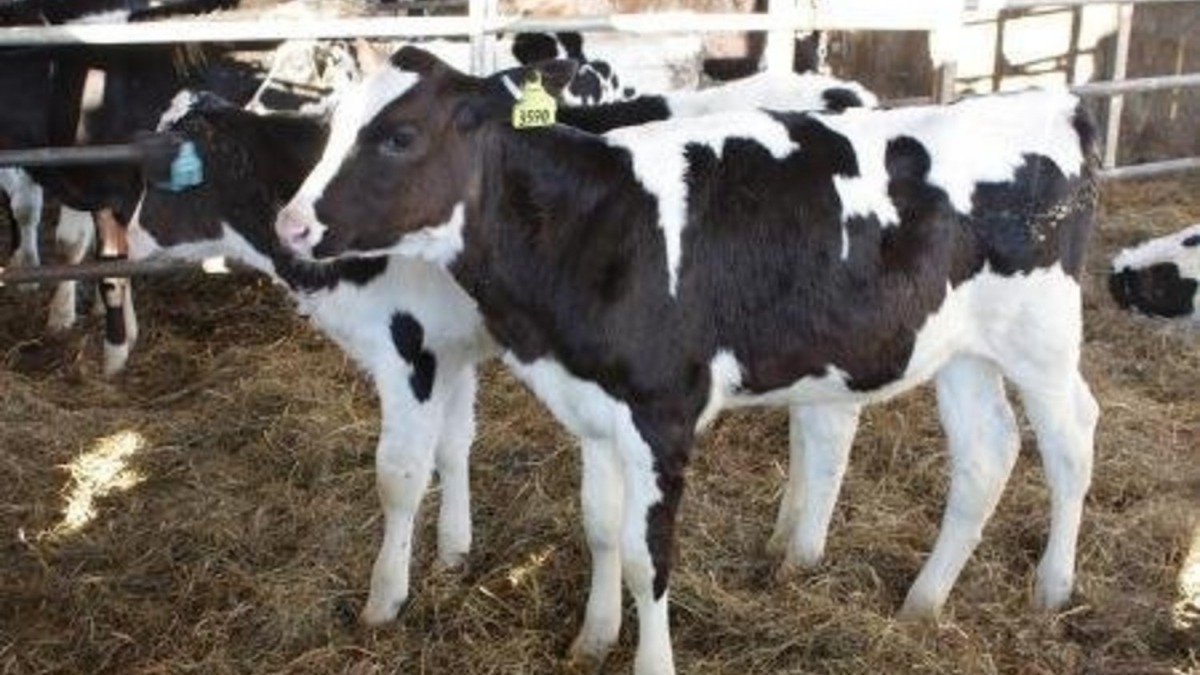 Владельцам телят за их содержание выплатили почти 323 миллионов гривен