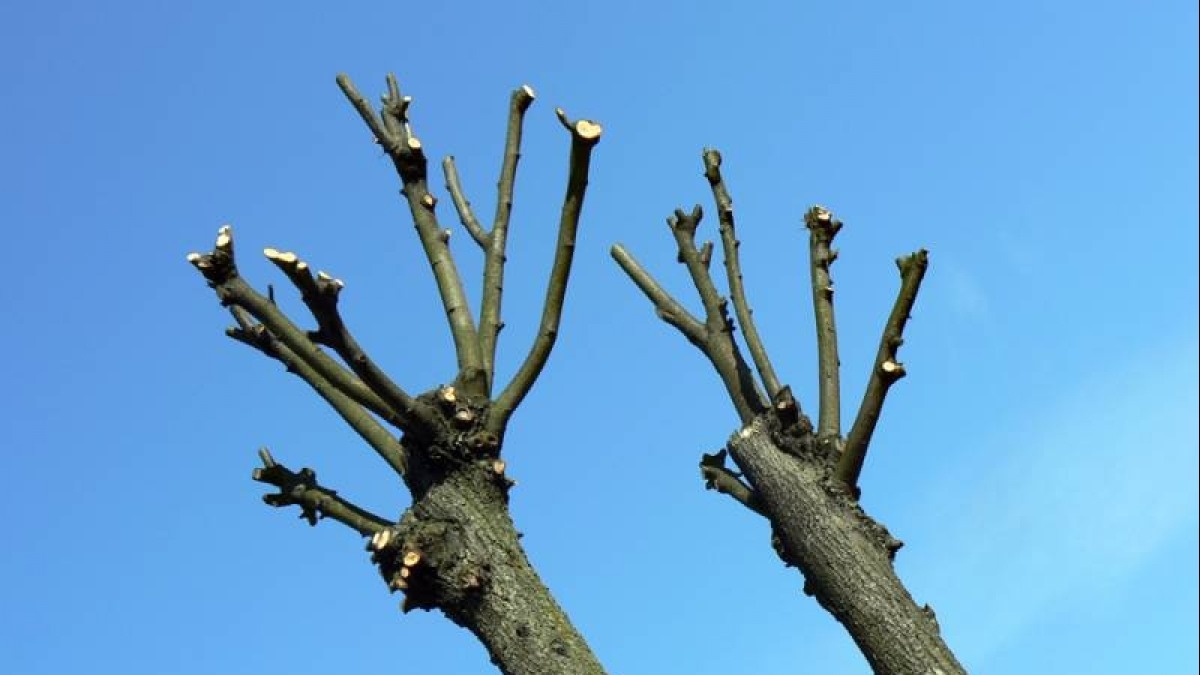 Минздрав Украины предлагает запретить омолаживающую обрезку деревьев, сжигание листьев и посыпания дорог солью