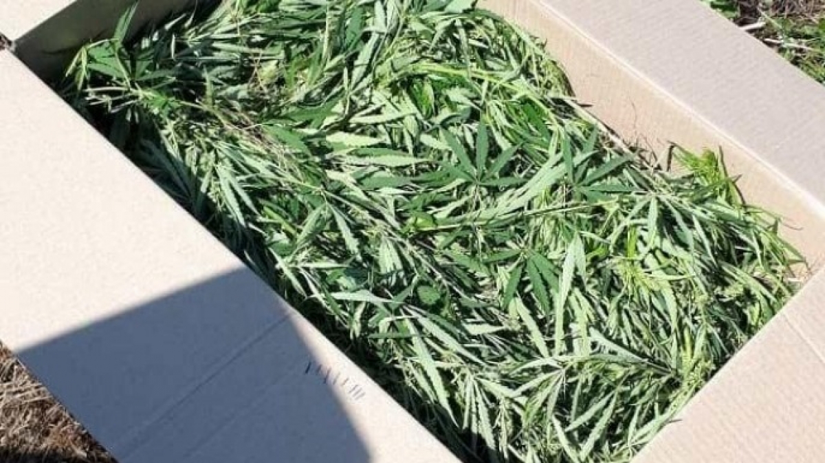 Операция «Мак» в Днепропетровской области: полиция ликвидировала незаконный посев конопли