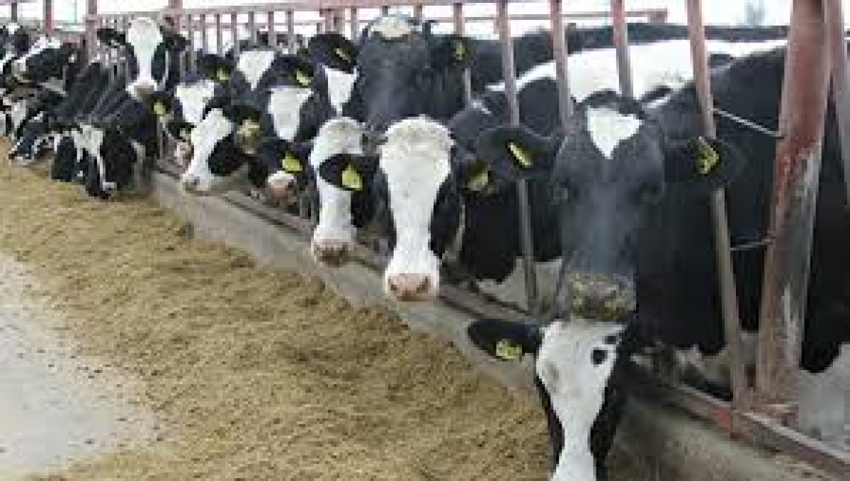 В Украине ужесточили требования к производству молока