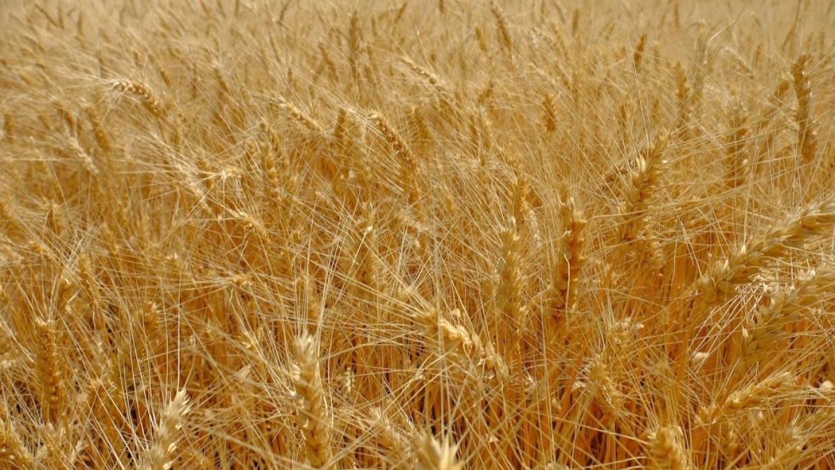 Аграрии Днепропетровщины уже собрали 1,8 млн тонн озимой пшеницы