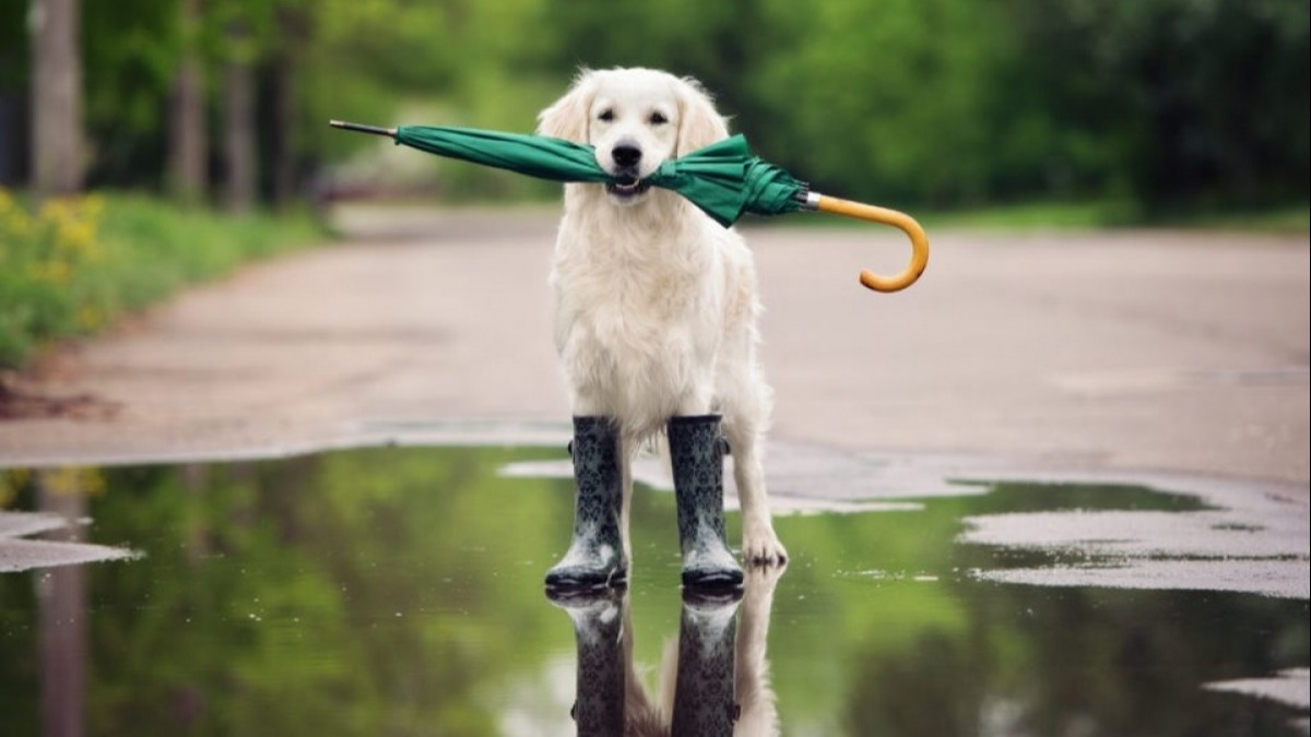 Днепропетровским центром по гидрометеорологии на 23-25 июля объявлено штормовое предупреждение