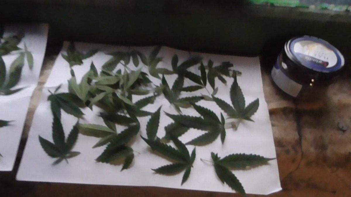 В Терновке задержали мужчину который выращивал коноплю