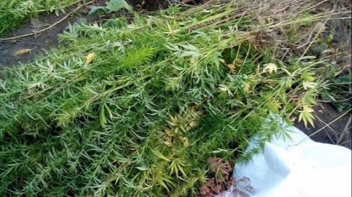 В Юрьевском районе 70-летний пенсионер вырастил 286 растений конопли