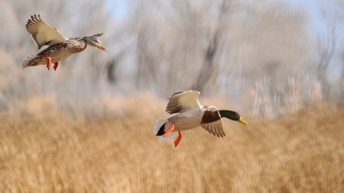 В субботу в области стартует сезон охоты