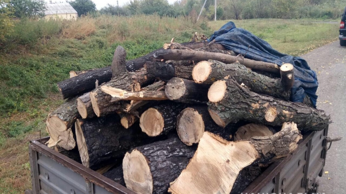 В Петропавловском районе полиция опять словила лесорубов