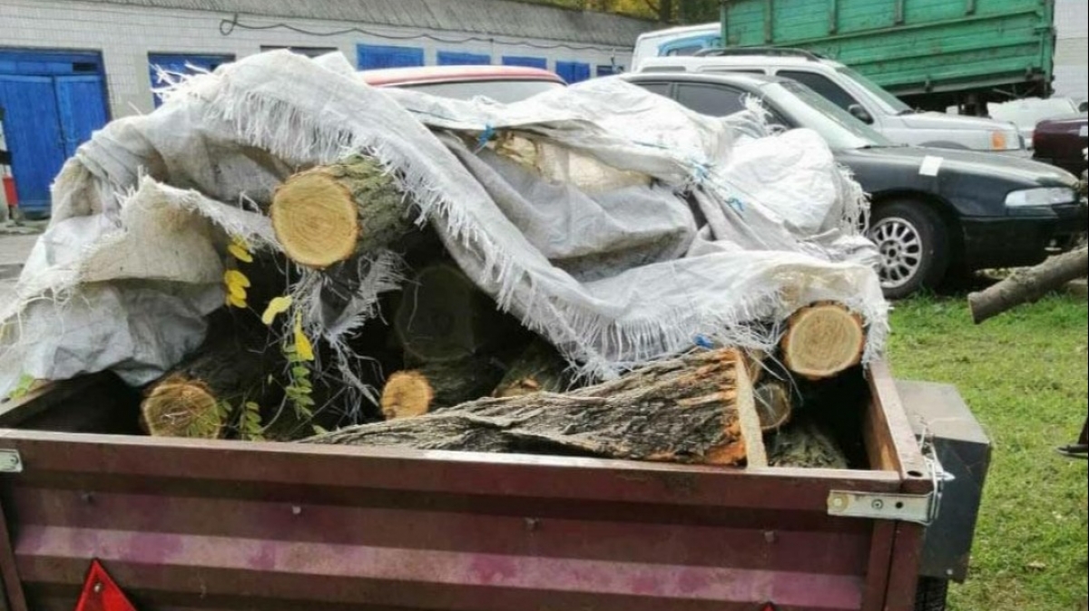 В Петропавловском районе продолжают ловить дровосеков