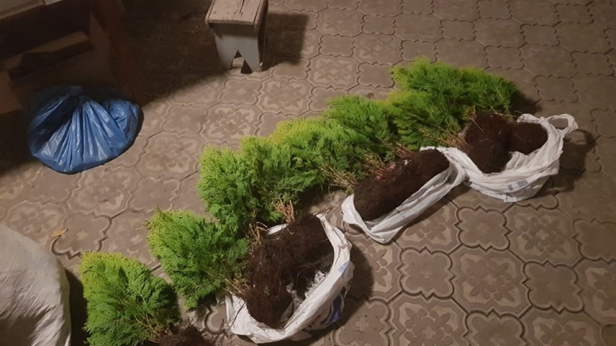 В Палограде двое воров могут сесть на 6 лет за выкопанные саженцы туй