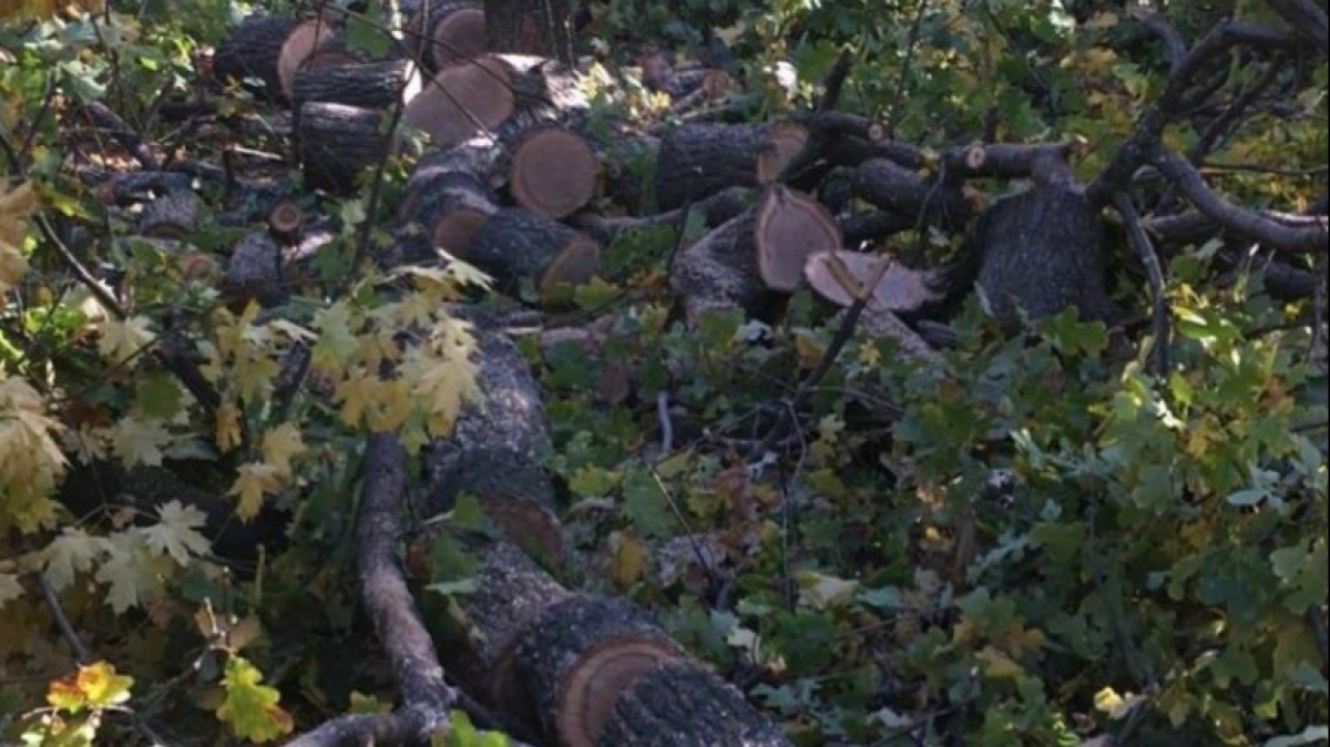 До 3 лет тюрьмы могут получить жители Богуслава за вырубку деревьев