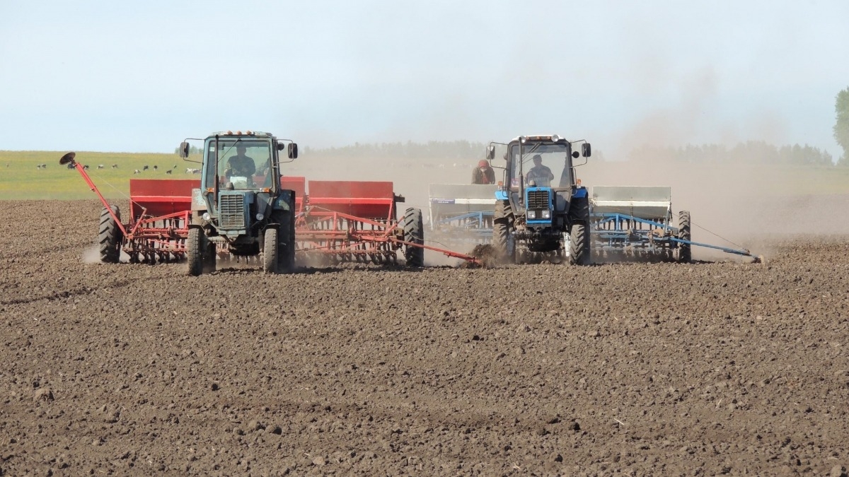 В области заканчивают сеять озимые