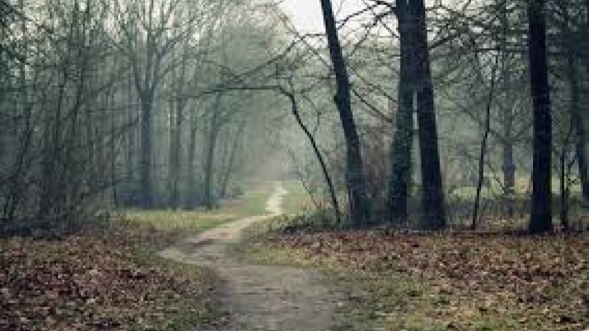 По области утром сильный туман, видимость 200-400 метров