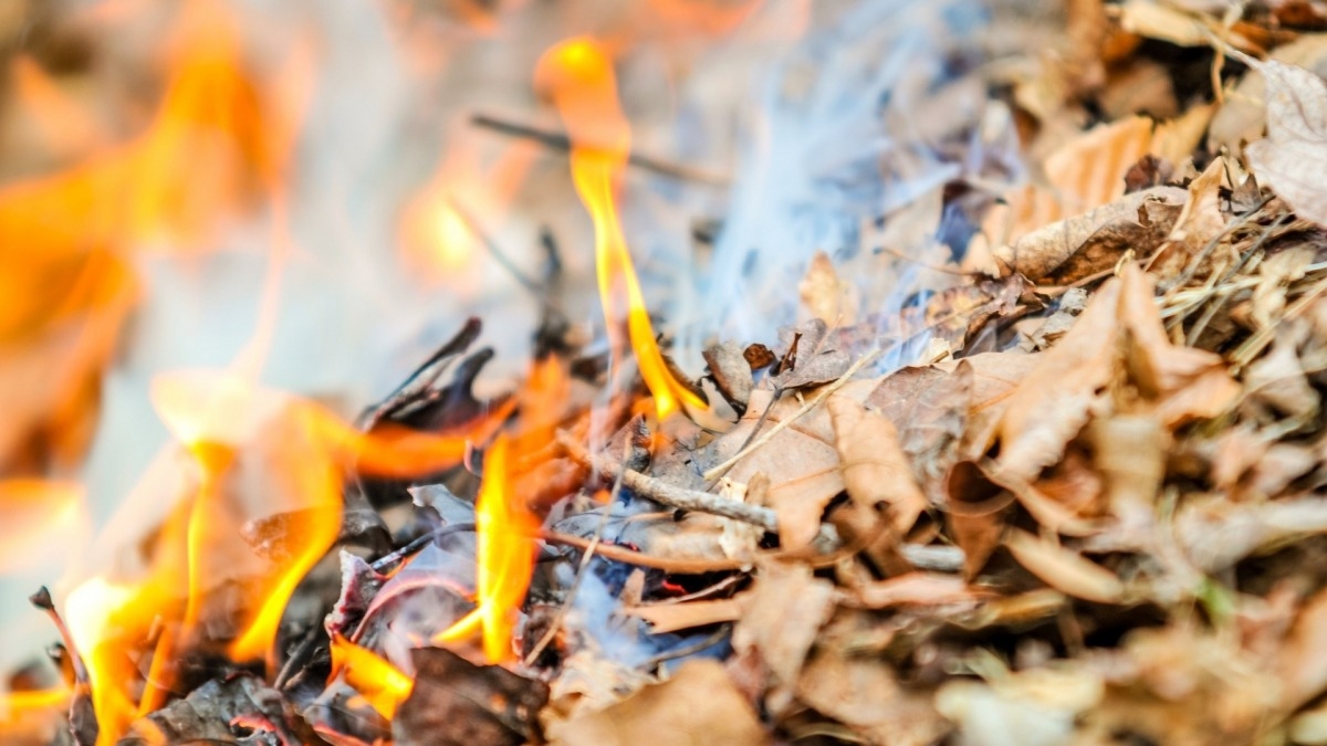 Штраф за поджег листвы - куда жаловаться