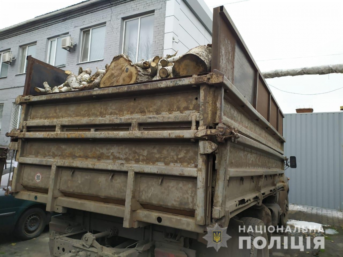 В Павлограде продолжают незаконно рубить деревья