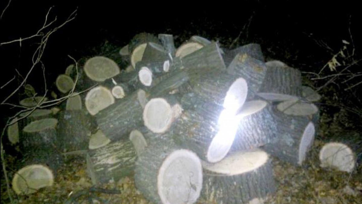 В Юрьевке задержали чёрных лесорубов