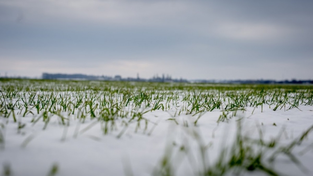 На Днепропетровщине взошли 99% озимых