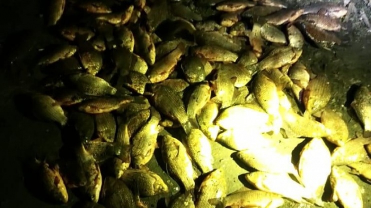 В Павлограде поймали браконьера, который выловил из пруда 118 карасей 