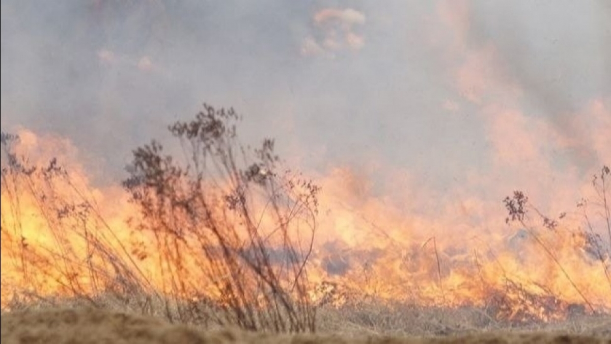 Спасатели говорят про увеличение пожаров из-за теплой зимы