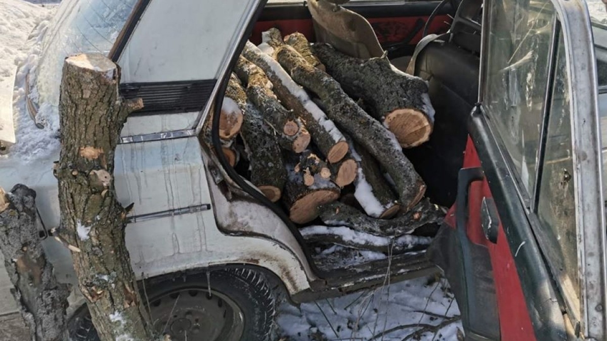 В Юрьевском районе правоохранители выявили факт незаконной вырубки леса