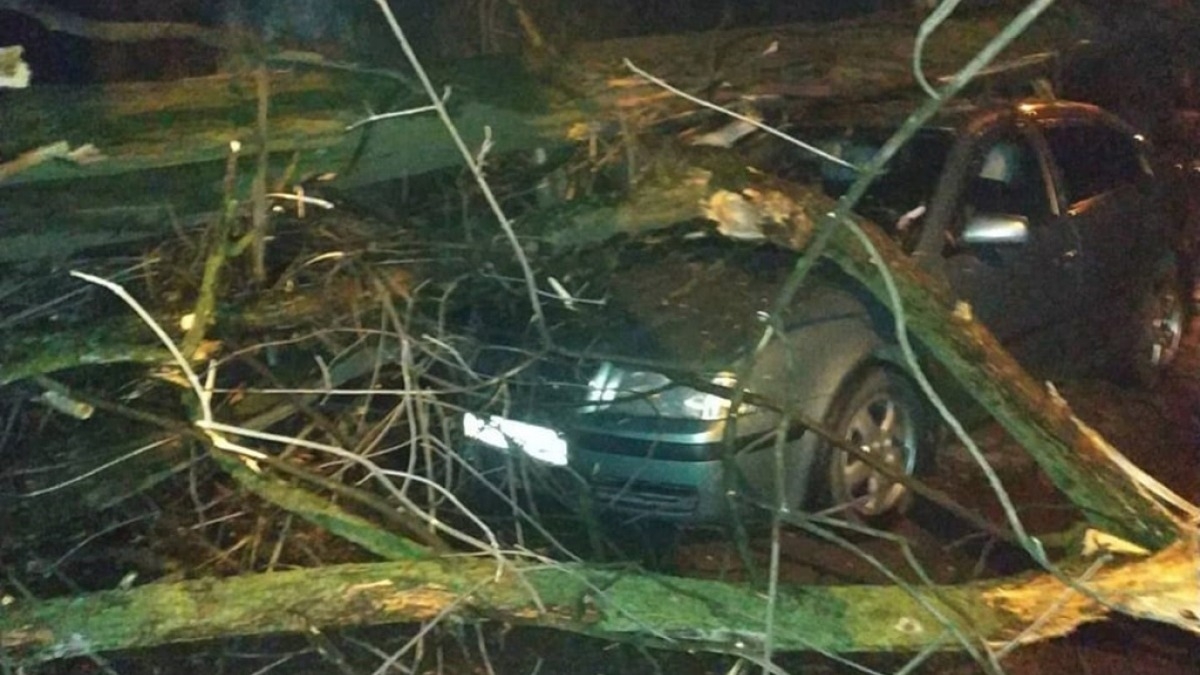 В результате непогоды в области упало больше двух десятков деревьев