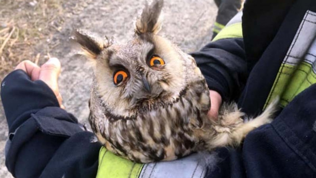 В области за сутки потушили 18 пожаров в экосистеме