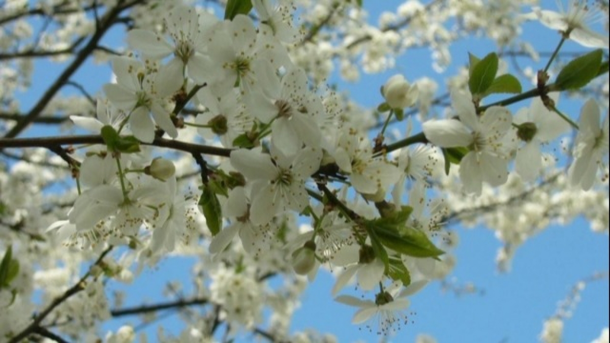 В Украину идет тепло - Гидрометцентр