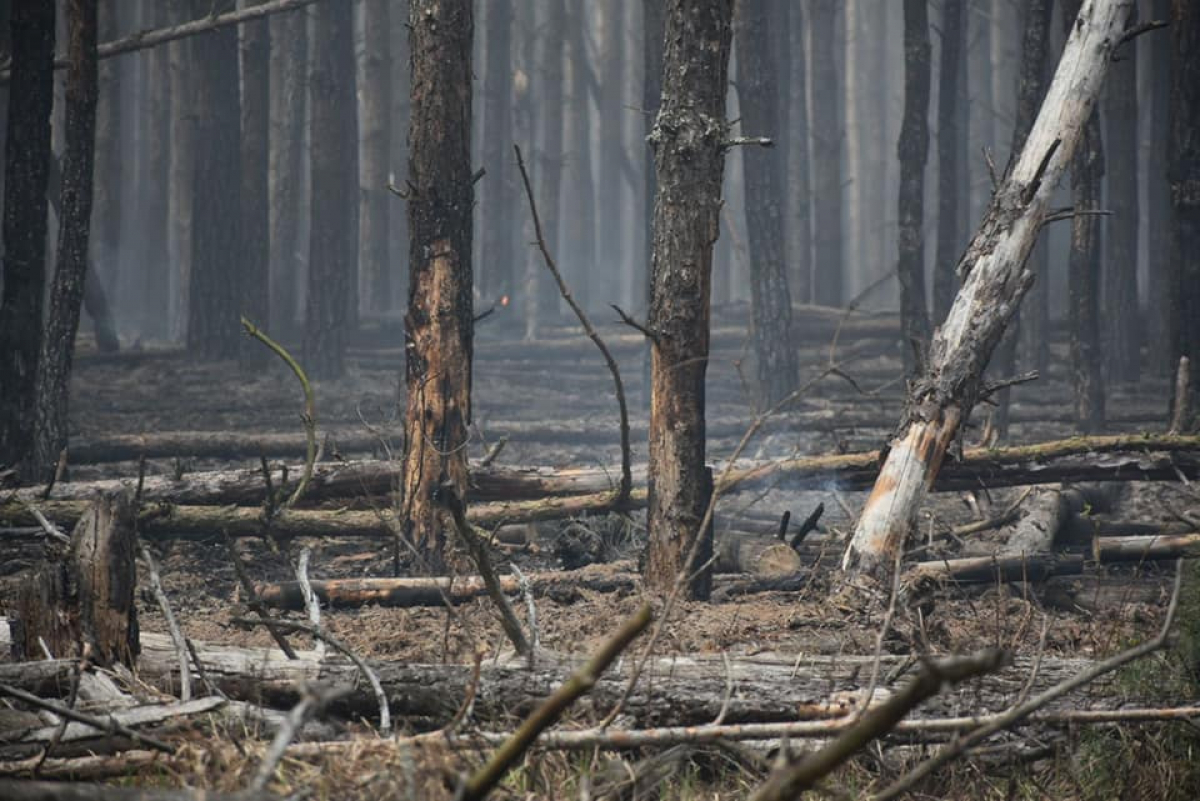 В Павлоградском лесничестве потушили пожар