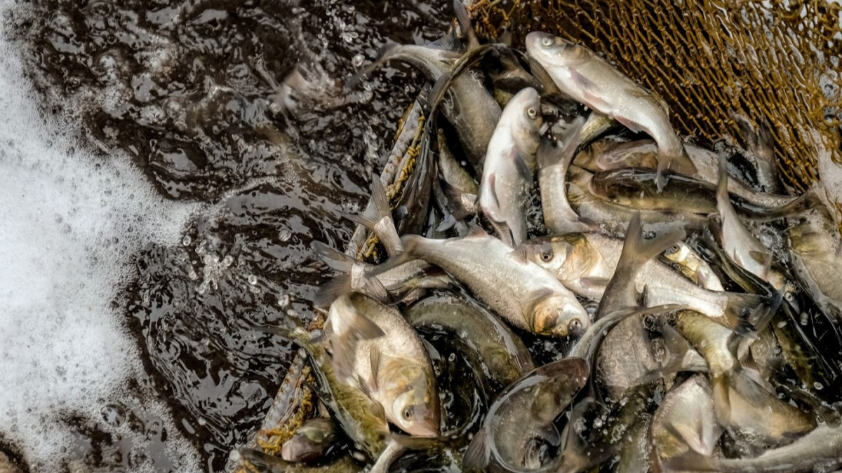 За полтора месяца на водоемах области задержали 748 браконьеров