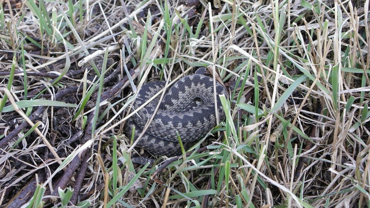 В этом году уже 4 жители области пострадали от укусов змей