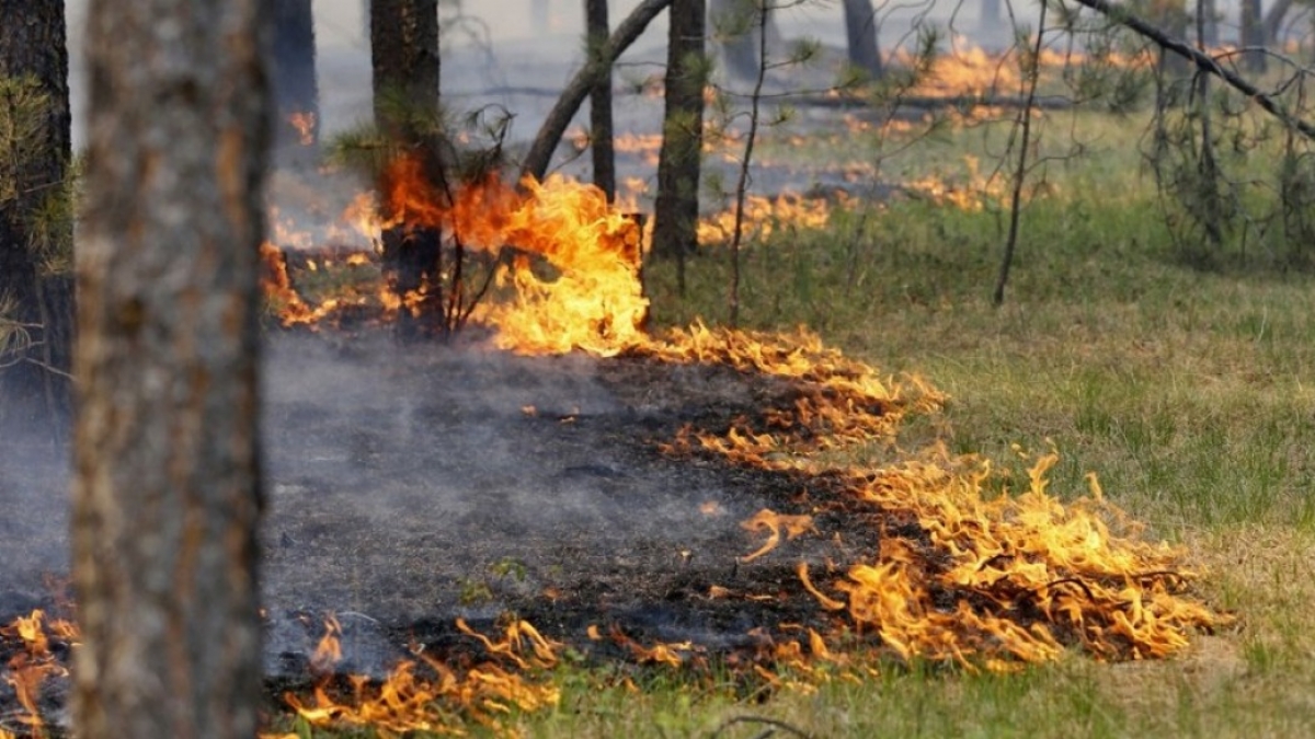 С начала лета в лесах области произошло 60 пожаров