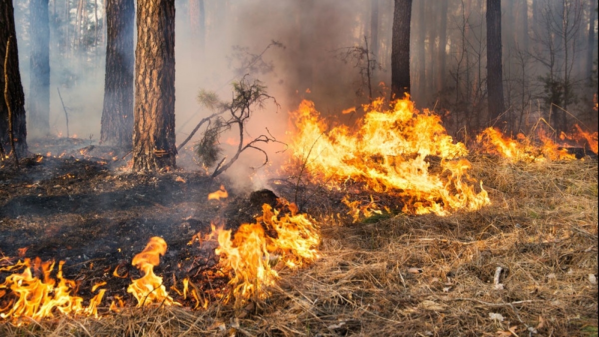 С начала года в области сгорело более 3 тысяч гектар лесов и полей