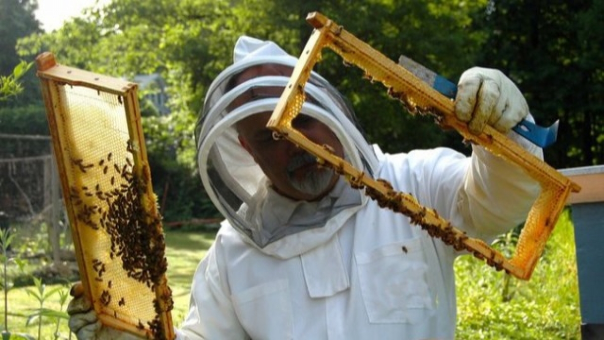 Пчеловоды Павлограда могут получить до 60 тысяч гривен
