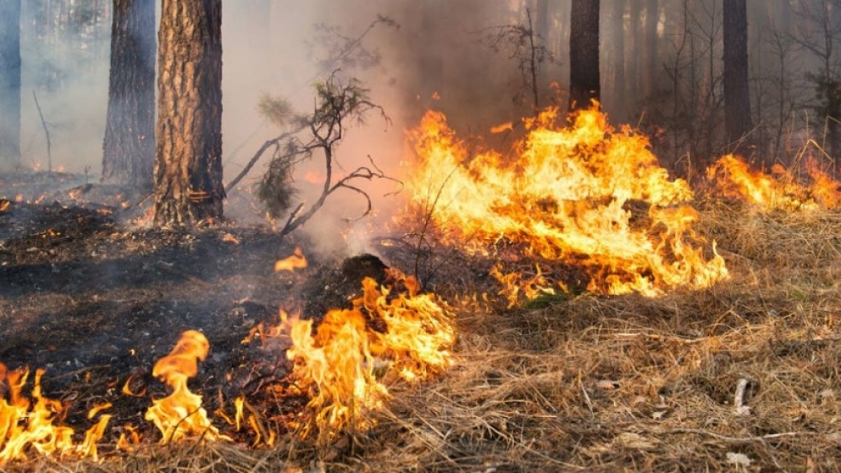 В 2020 году на Днепропетровщине произошло 130 лесных пожаров