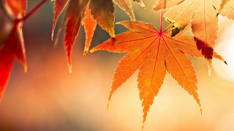 Синоптики обещают теплые осень и зиму в Украине