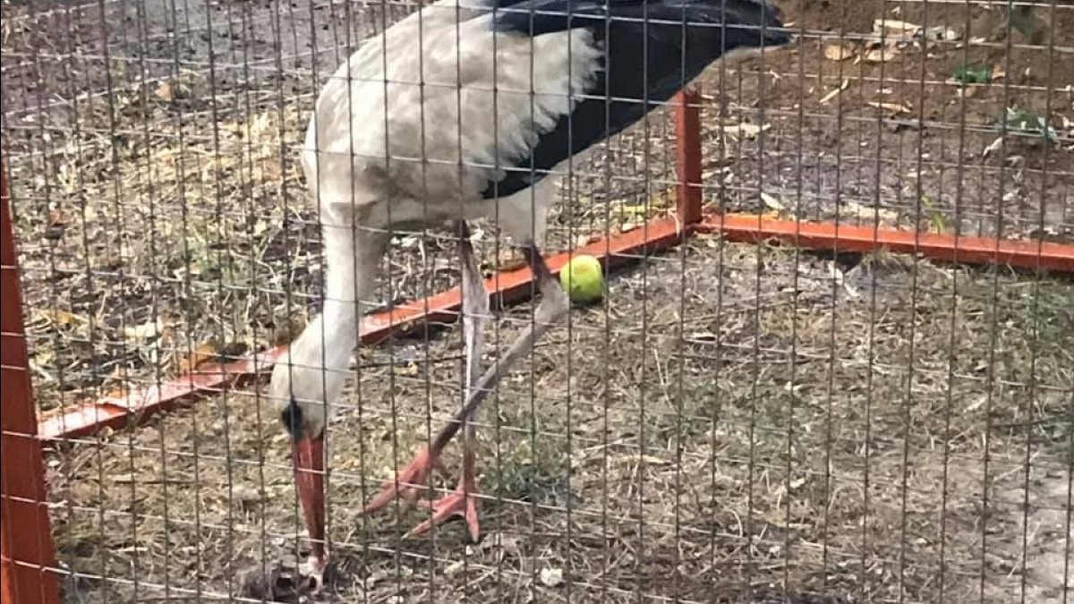 В Павлограде спасают аиста - нужна рыба для его кормления